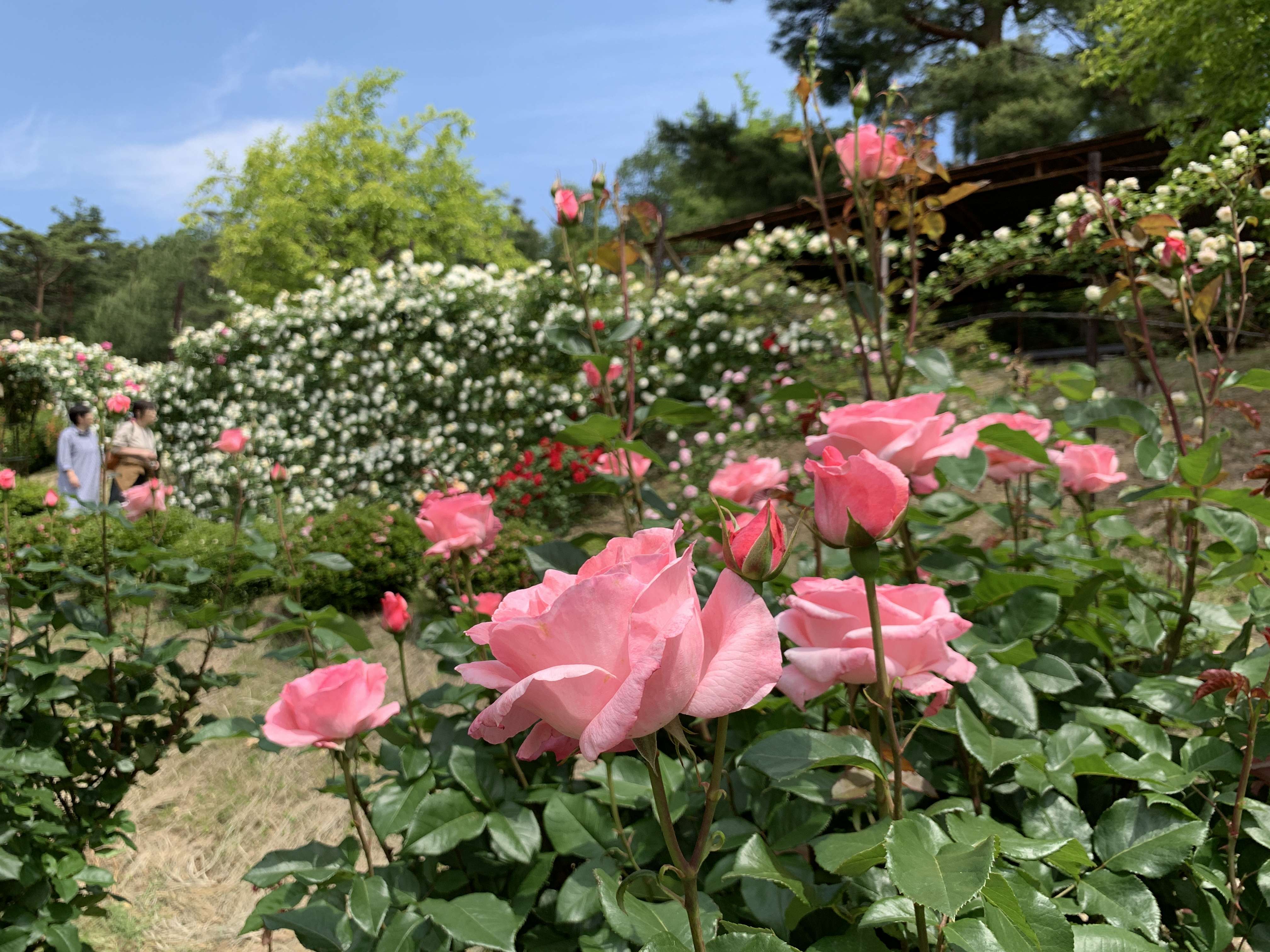 🌸 꽃과 역사의 고향 뱀의 코 (하나토레키시노사토 자노하나) 이미지 13